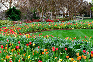 Red, Yellow and orange tulips and daffodils in manicured garden with trimmed, green grass lawn