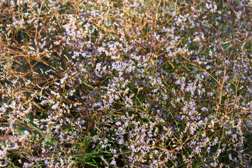 Wild purple flowers on delta of river Evros, Greece