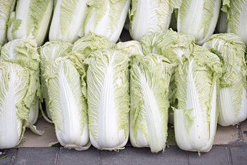 Chinese cabbage 