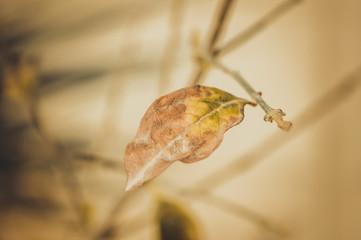 old leaf