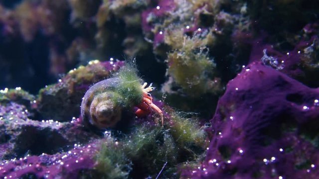 Hermit crab in shell feeding underwater. Decapod crustacean in the superfamily Paguroidea in salvaged seashell of sea snail