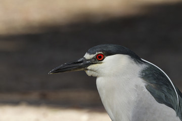 Portrait of male black crowned night heron