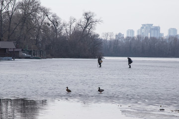 Ducks on the lake shore on an ice floe