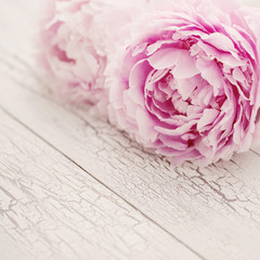 romantischer Hintergrund mit pinkfarbenen Pfingstrosen auf weißem Holz Hintergrund, shabby chic /...