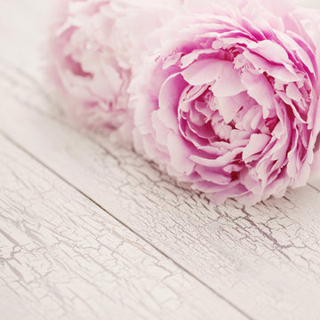 Fototapeta romantischer Hintergrund mit pinkfarbenen Pfingstrosen auf weißem Holz Hintergrund, shabby chic / Landhaus Stil