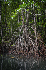 Mangrove Forest in Batanta, Raja Ampat, Indonesia. About 3 million hectares of mangrove forest grow along Indonesia’s 95,000 km coastline. This is 23 percent of all mangrove ecosystems in the world. 
