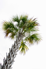 Palm tree on the white background 