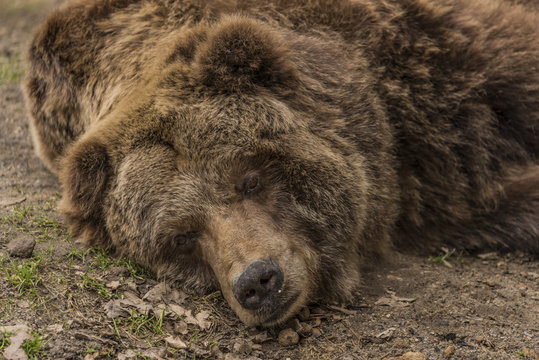 Bear grizzly in ZOO  in spring day