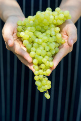 Close up of woman hand havesting freshly bunch of black grapes during farm tour.