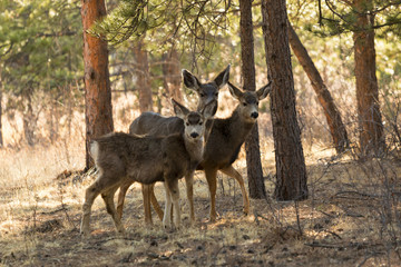 Mule Deer in the Woods