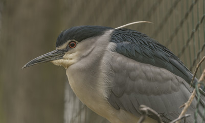 Night heron in spring nice cloudy day