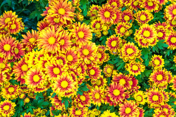 Beautiful yellow Arizona Sun fresh flower for background