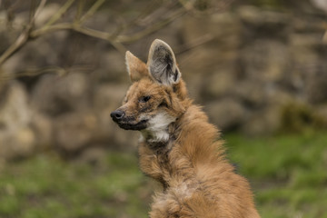 Chrysocyon brachyurus in spring nice cloudy day