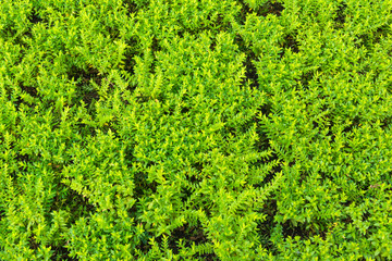 Beautiful green tree for background