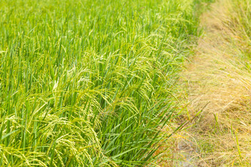 Rice in the rice fields