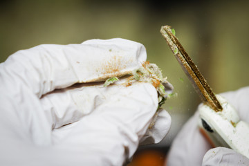 Bud Clipping