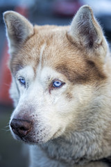 Husky portrait 