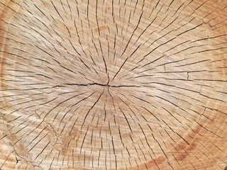  annual ring in tree stump