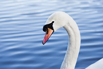 Obraz premium Close up of swan head swimming in the lake