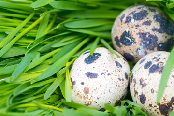 quail eggs in green grass