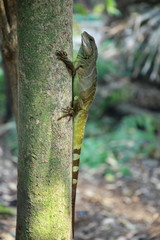 Agamidae animal wildlife, The big cute chameleon on the tree