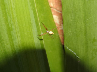 Aranha - Spider