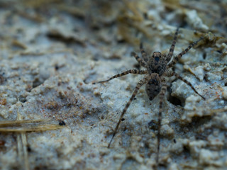 spider web