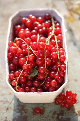 Punnet of red currant