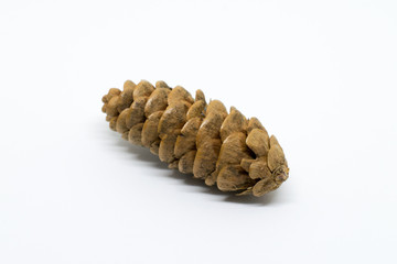 White Spruce Cone Against White Background
