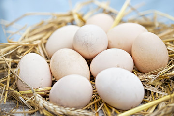 Eggs 