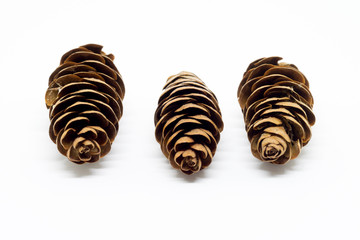 Three White Spruce Cones