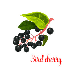 Bird cherry berry vector icon