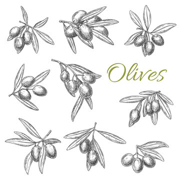 Olives branches vector sketch icons set