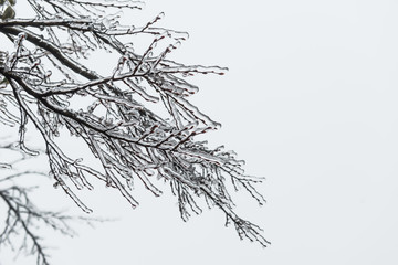 Ice Storm, Icing , Icicle Melting