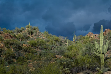 Before the Storm in the Tonto National Forest