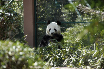 panda