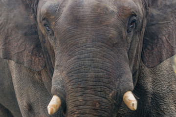 Fototapeta premium Elephant Face