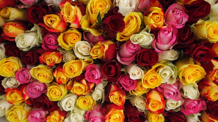 roses en bouquet