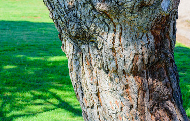 Fototapeta premium Tree trunk in the park