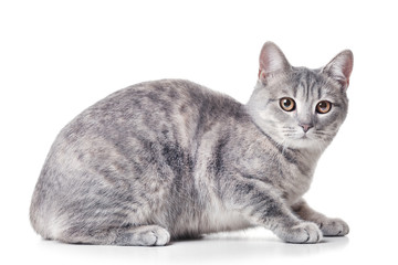 Cute funny cat isolated on white background