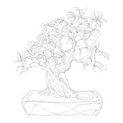 beautiful bonsai traditional line art continuous line vector drawing