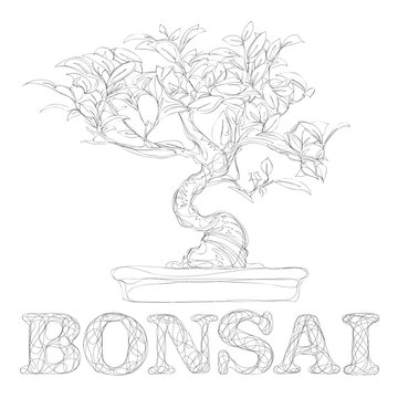 beautiful bonsai traditional line art continuous line vector drawing