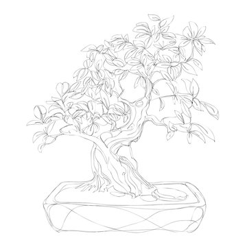 beautiful bonsai traditional line art continuous line vector drawing