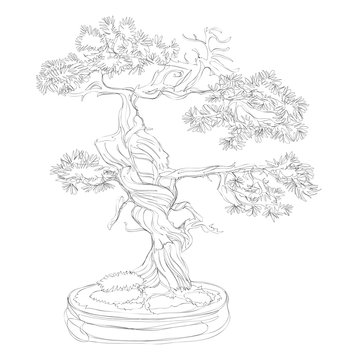 beautiful bonsai traditional line art continuous line vector drawing