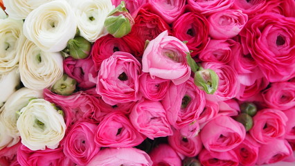 Obraz na płótnie Canvas fleurs rose