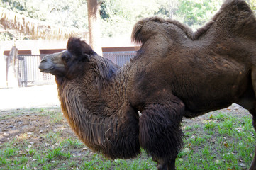 Fototapeta premium Camel