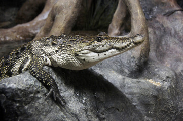 crocodile