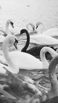 cigne noir