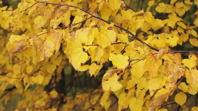 Autumn Trees, Yellow Leaves