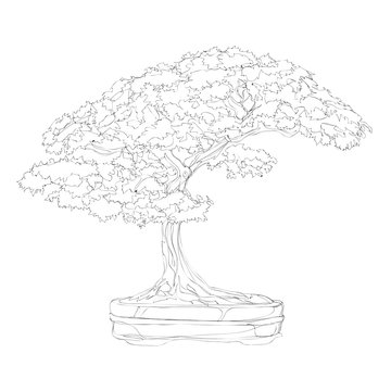 beautiful bonsai traditional line art continuous line vector drawing